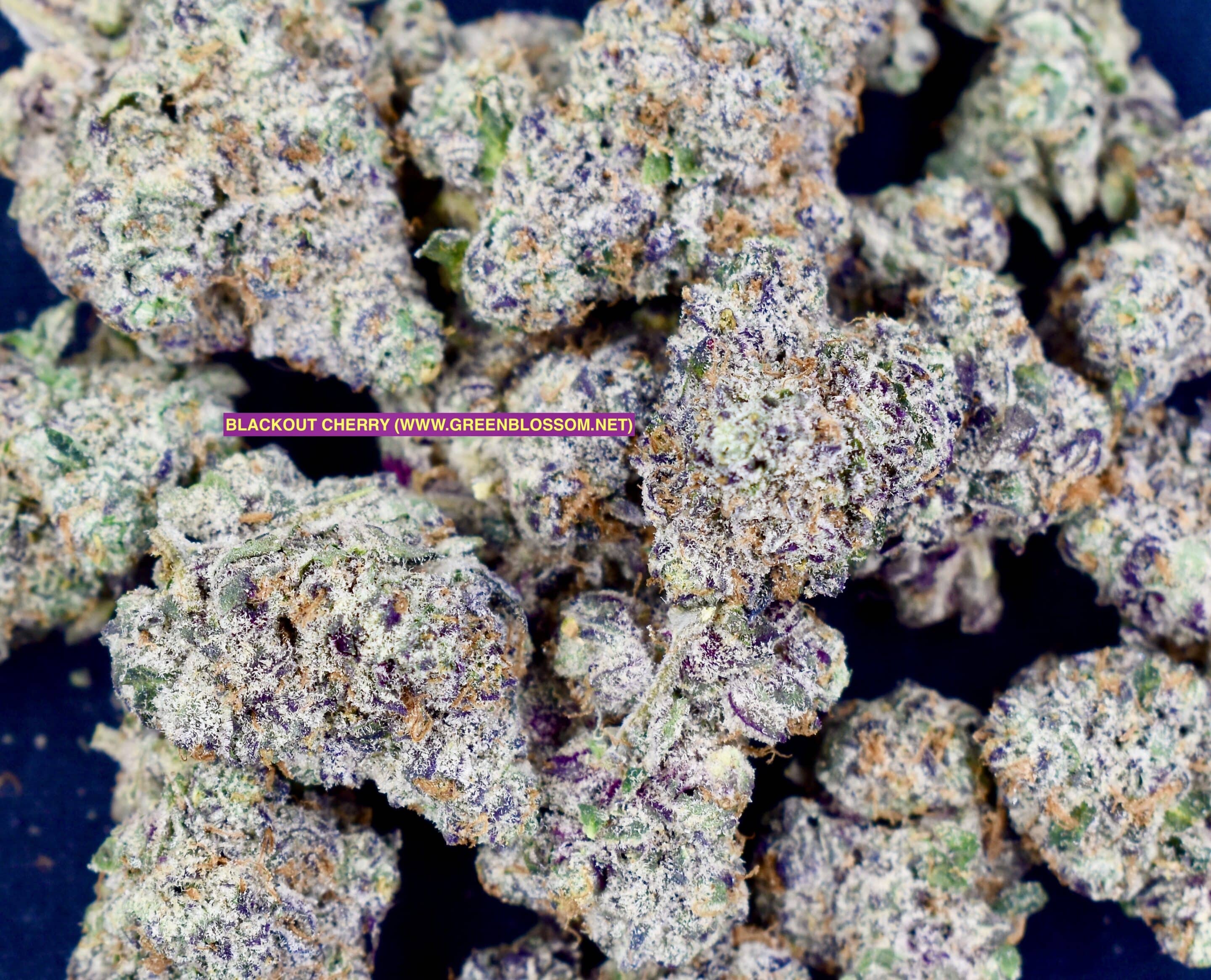blackout cherry flower